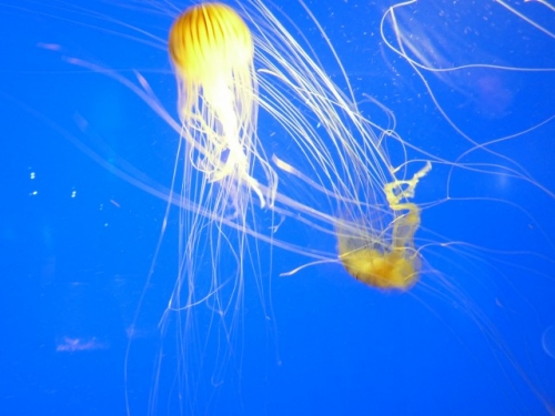 la rochelle, méduse,aquarium